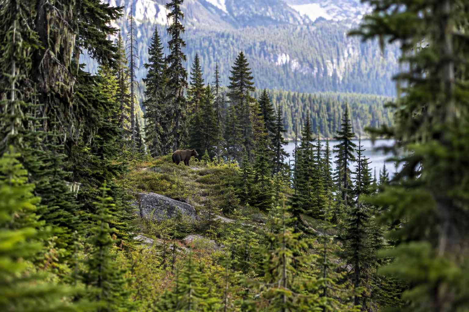Three Hikers Encountered Two Bears Near Whistler. Then Things Turned Terrifying