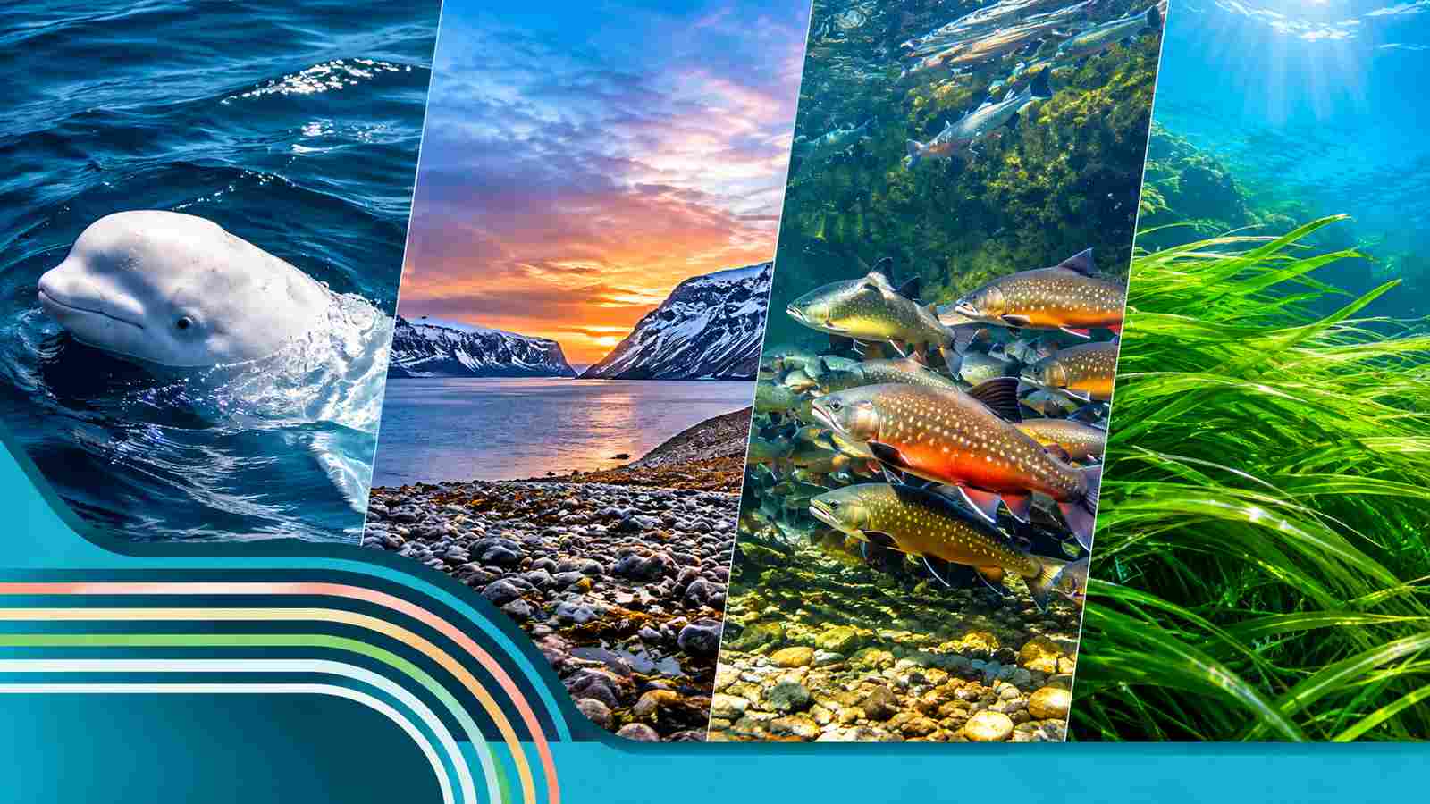 New Canada Ocean Protection Measures: Carney to Make Major Vancouver Announcement Today
