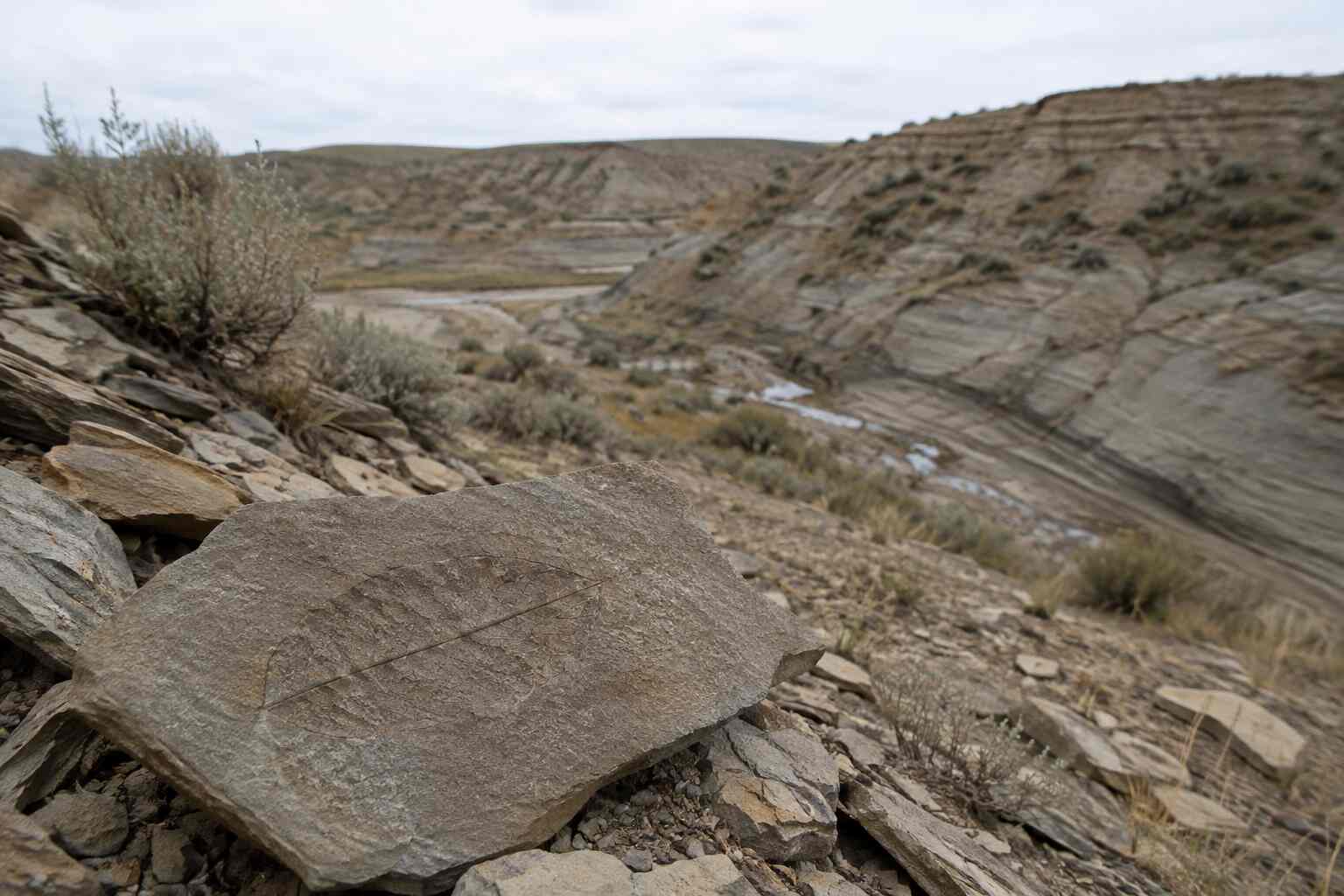 Fossil Leaves Reveal How Ancient Forests Collapsed During Extreme Global Warming