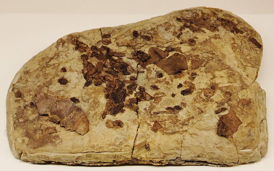 Amphibians Were Never Supposed to Live in the Ocean. This 237-Million-Year-Old One Did.